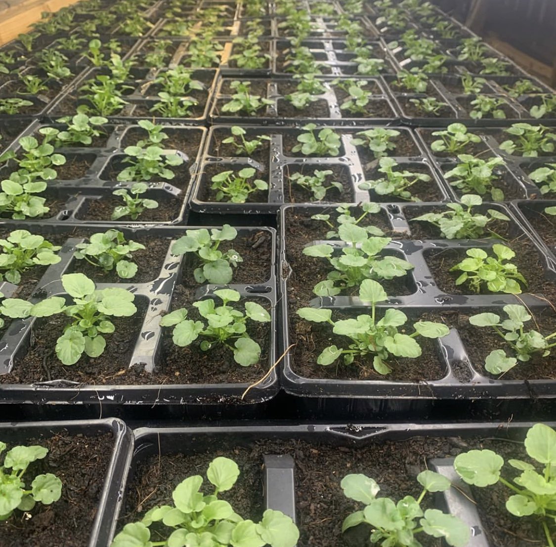 wellocksfood's tweet photo. Yorkshire special branch violas growing well. @wild_greens #perfectingredient https://t.co/nKaQDsLYSy