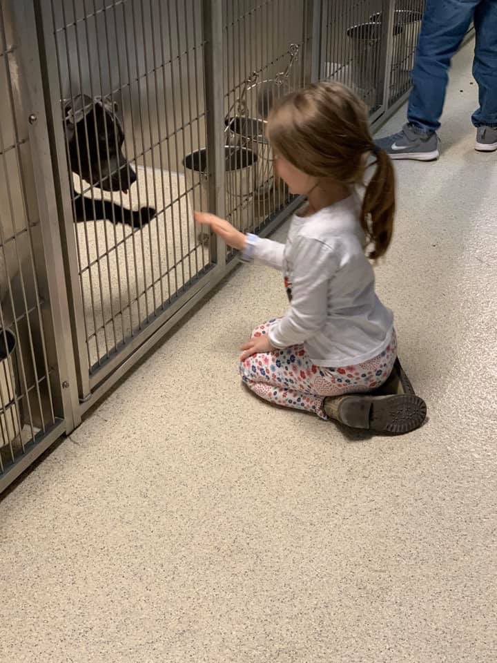 LearnAtCCS's tweet photo. Independence Elementary KinderCubs visited the Oakland County Animal Shelter yesterday to bring holiday happiness to our furry friends. Students delivered over 200 towels &amp; blankets and gift bags of food, toys, and treats. 🐾 #WolvesGiveBack #WeAreClarkston https://t.co/aSMpYWC3EU