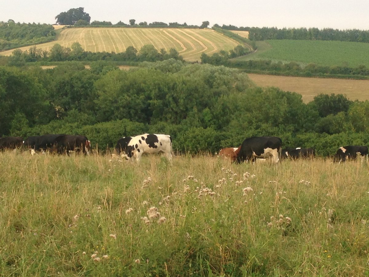 agricology's tweet photo. We start our Review of 2019 with the top resource from January 2019 - @CotswoldSeeds on the benefits of #herballeys as #forage crops for ruminants. He concludes that the long term benefits outweigh the initial outlay. https://t.co/QNRJb7bicO https://t.co/CrefjfNKhS