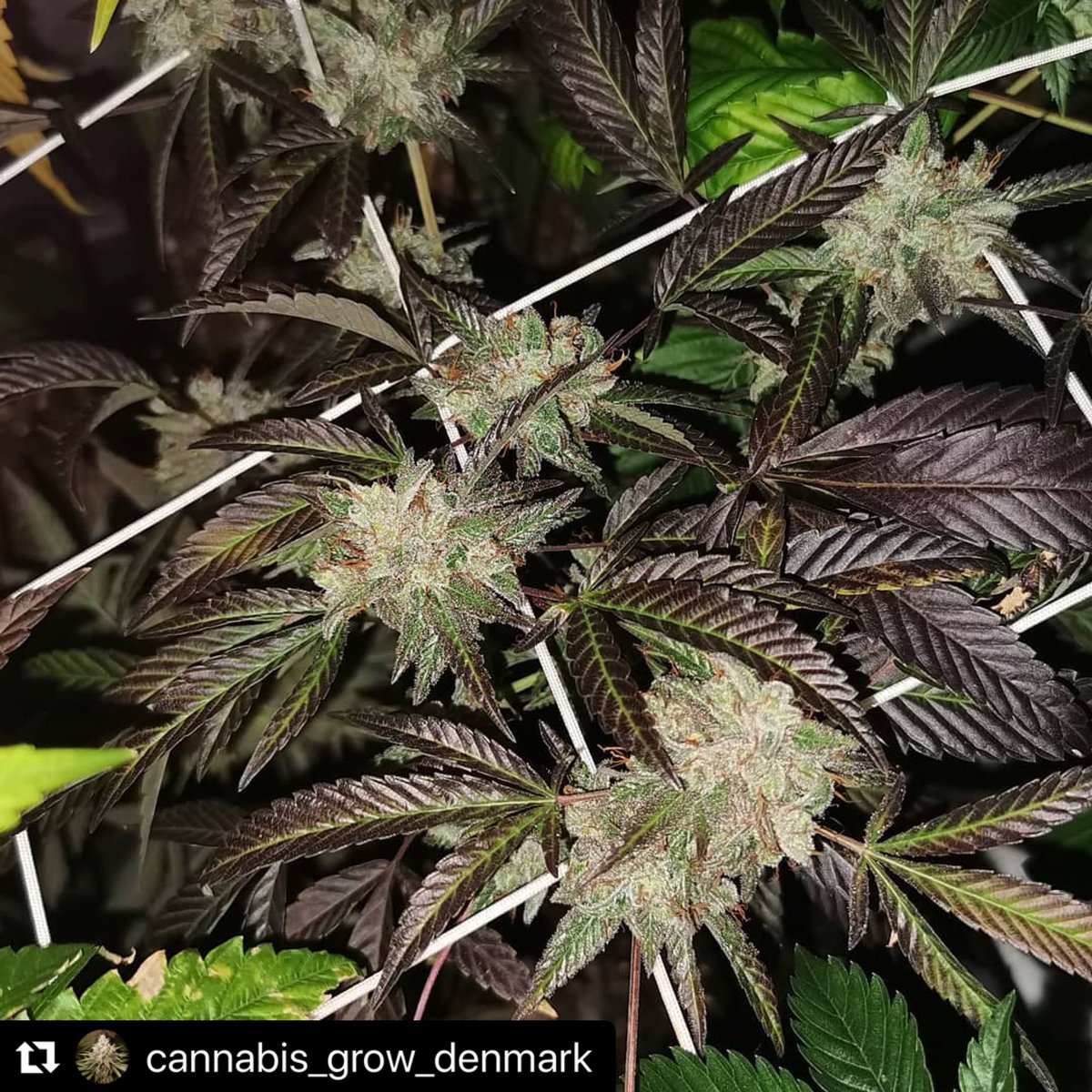 RareDankness's tweet photo. #Repost @cannabis_grow_denmark with @make_repost
・・・
Our Darkghosttrain from @rare_dankness_brand is looking so Dam fire this time, purple tones #darkghosttrain#raredankness#phenohunt#flushing#420#hightimesmagazine#hightimes#raredankness #wheredoyouskunk  🦨#DarkGhostTrain https://t.co/phmlcxNq8m