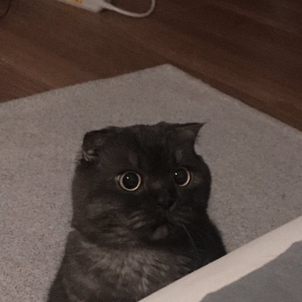 엉덩이 씰룩거리고 올라오기 전 표정