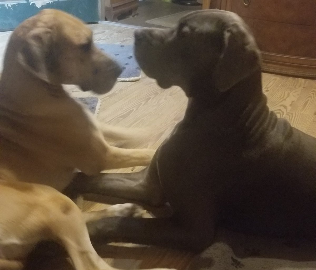 florida_420's tweet photo. I love my Sigmund and Ruby https://t.co/i9CkfCxLld