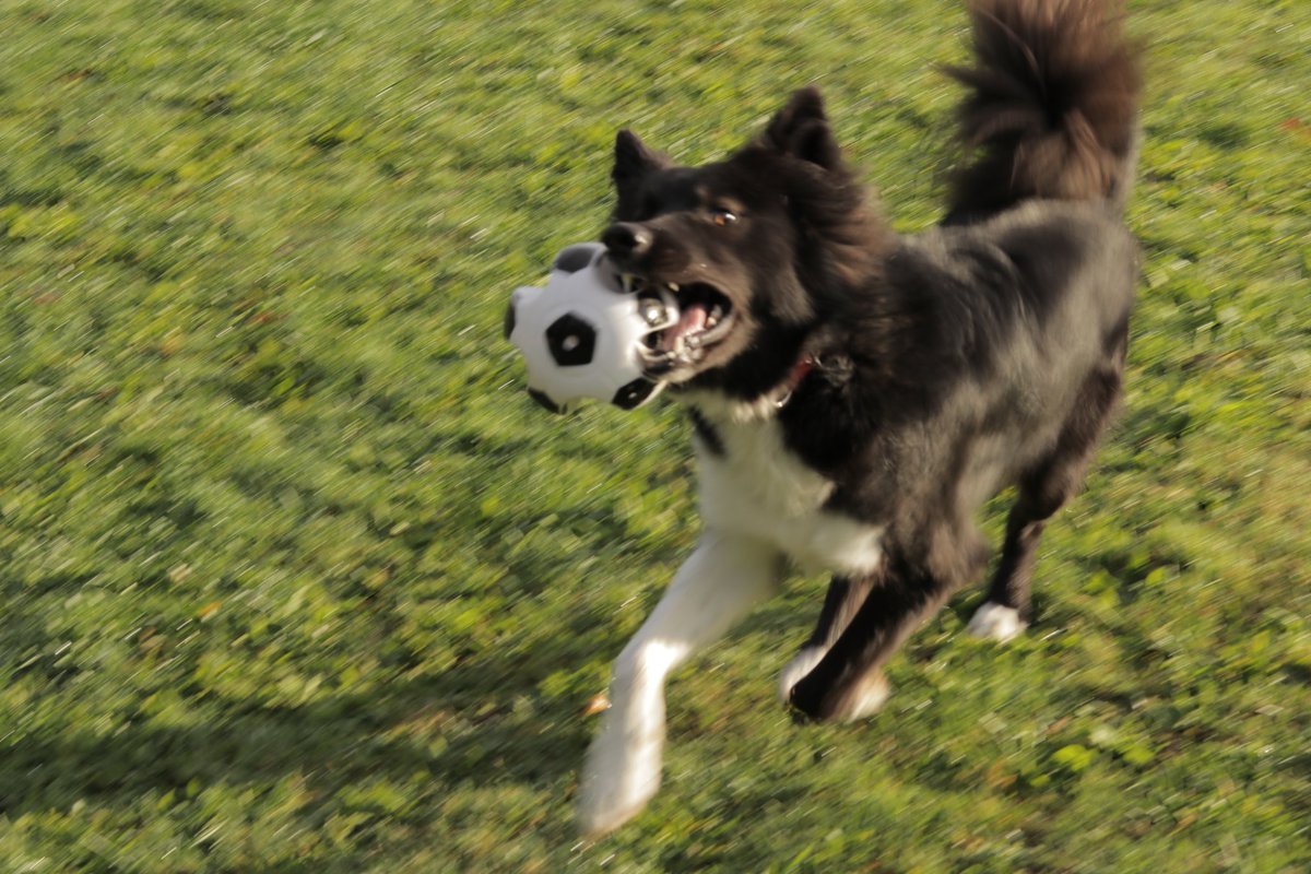 Looking forward to getting a dog tracker for my Joey tomorrow but can't use the zapp because of data exploitation. Hope I can hack the data from the device myself @pitpatpet #dataprotection #inrupt #privacy