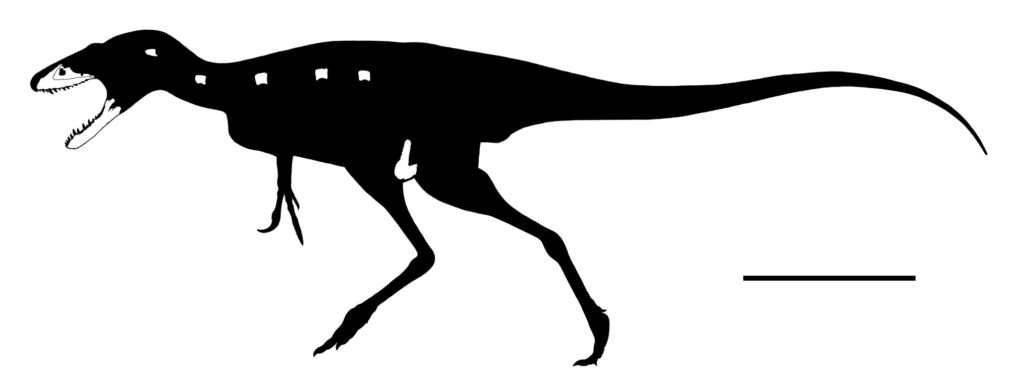 تويتر らえらぷす 新 恐竜骨格図集 発売中 على تويتر Skeletal Reconstruction Of Jinbeisaurus Wangi Holotype Smg V0003 Scale Bar Is 1m T Co Gjapdehu