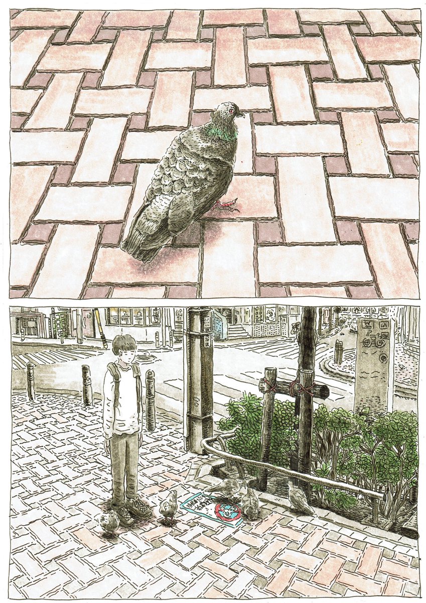 ハトの寿命は約10年 