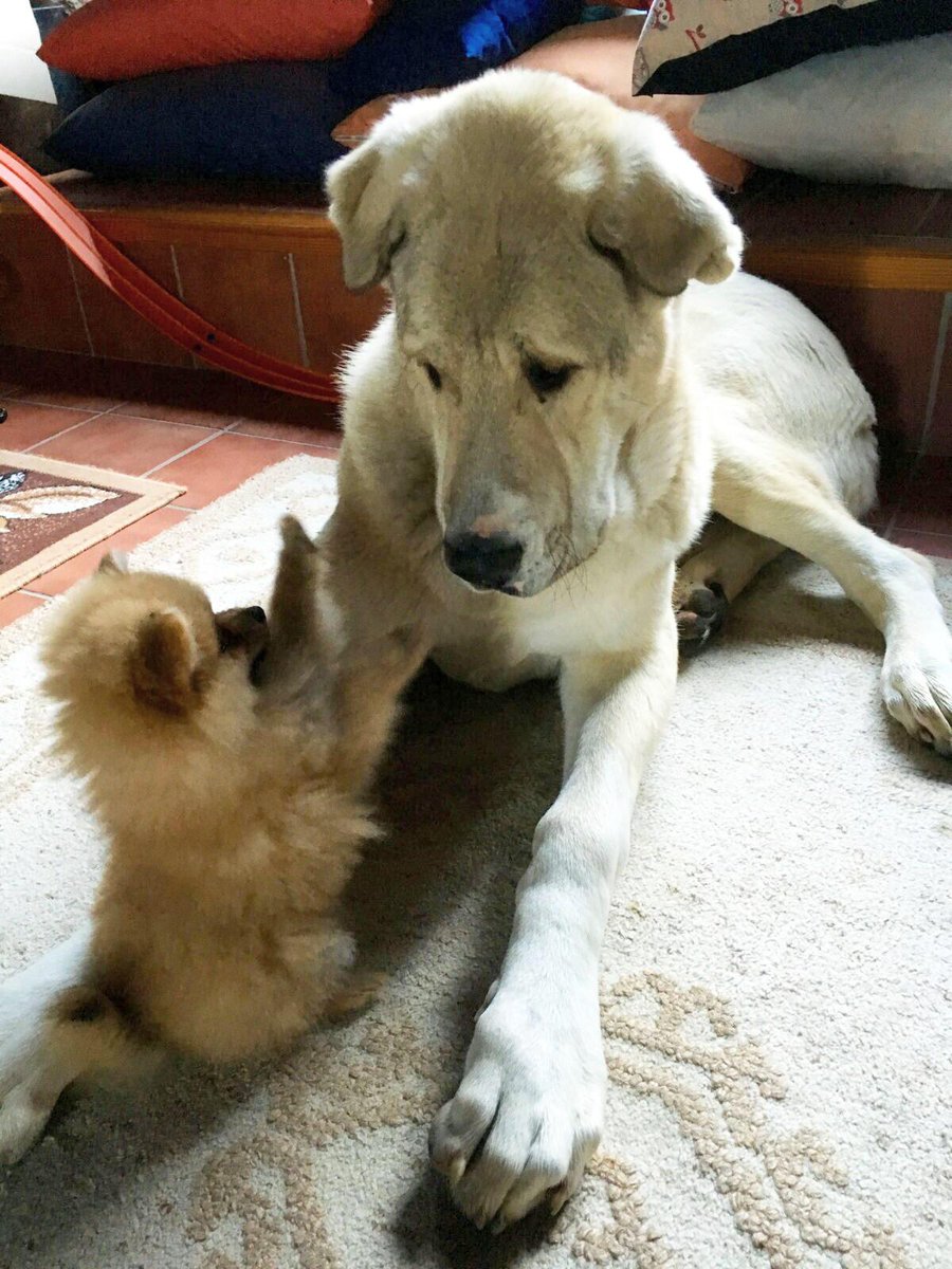 You and the guy she tells you not to worry about 🦊🐕😆🐕instagram.com/sugar_sweetdog… #dog #pet #savetheplanet #vegan #crueltyfree #cutecat #catlover #dogsofinstagram #instadog #nature #news #puppy #Ilovemydog #perro #doglover #doggo p.s.: that is the father from Sugar and a friend🦊