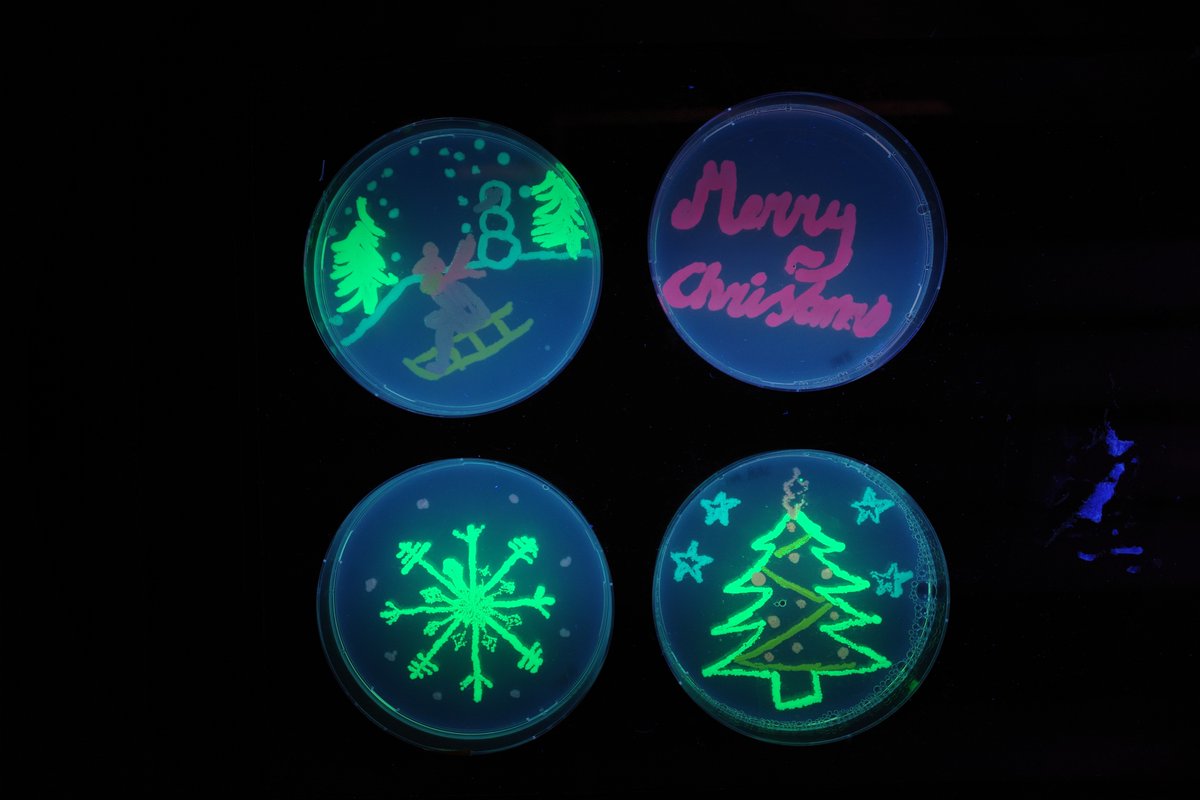 TannevanderWal's tweet photo. Happy Holidays from the Molecular Cytology group! @EikeMahlandt @AnoeskaMoosdijk @Saskia_deMan @SILS_UvA @addgene #SciArt #fluorescence #LCAM #DeckTheLab https://t.co/pYBL3aLK4f