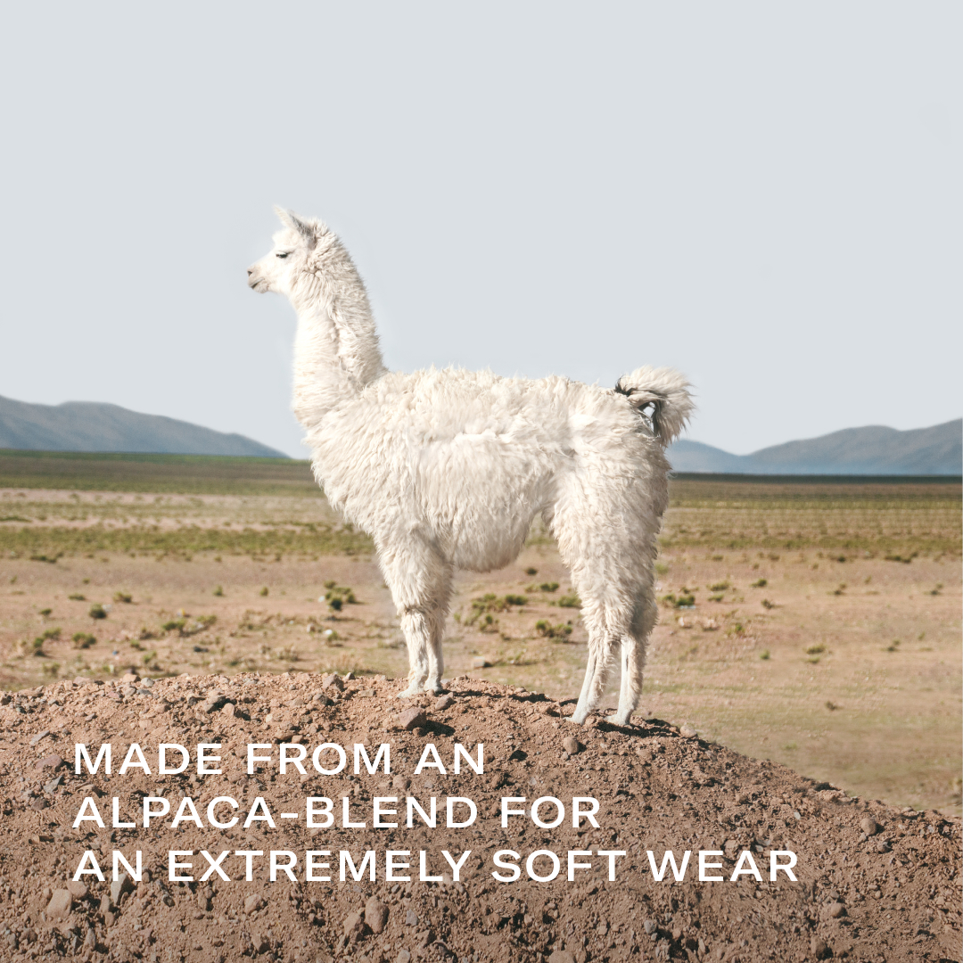 alpaca wearing a turtleneck