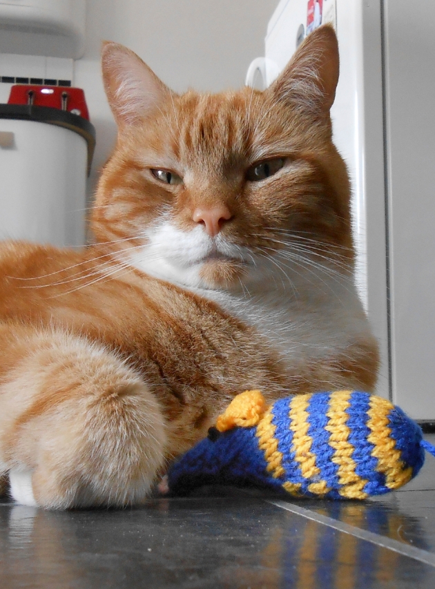 CraftFocus's tweet photo. #Crafty #catlovers are being invited to take part in @catsprotection 's 2020 #knittingbee, creating mice & blankets for moggies in need. The #catcharity will be launching its appeal at the #StitchFestival 27th February – 1st March.. https://t.co/fylLL9lKxV https://t.co/yAvGgye9ab