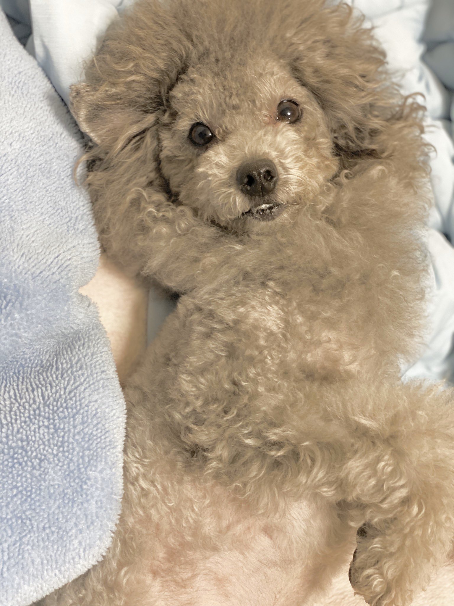 トイboy Toy Twitter