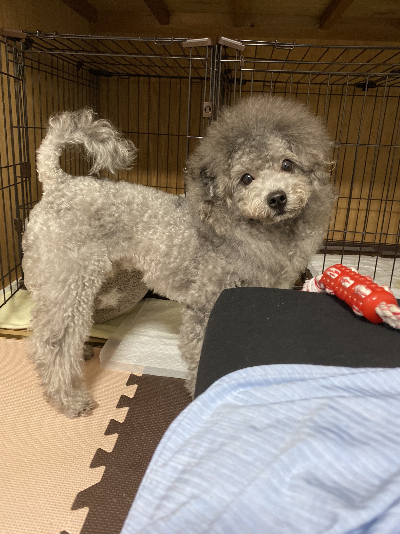 トイboy Toy Twitter