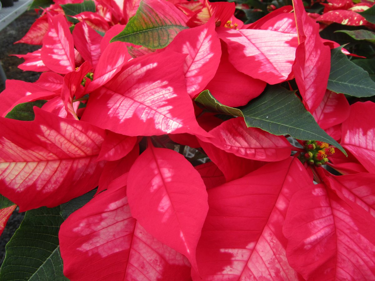 MitchellNursery's tweet photo. #Poinsettia #trial 2019 results.
Top 3 Novelty varieties:
1) #IcePunch
2) #RedGlitter
3) #SuperbaGlitter https://t.co/3vCo1bfPKM