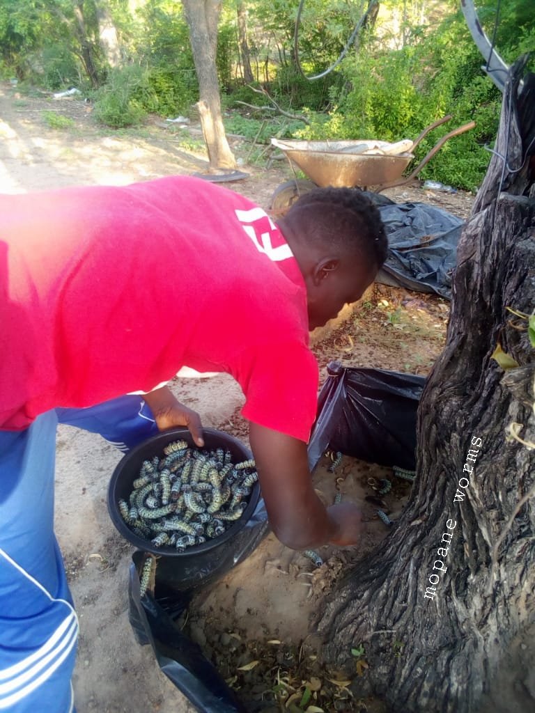 MopaneP's tweet photo. Harvesting time. We let the mopane worm caterpillar reach maturity. They will come down from the tree on their own, no need to cut the tree down. The plastic enclosure prevent them from going away and we just come and pick. 30 days from hatching to full maturity. https://t.co/BeAKOzqMVg