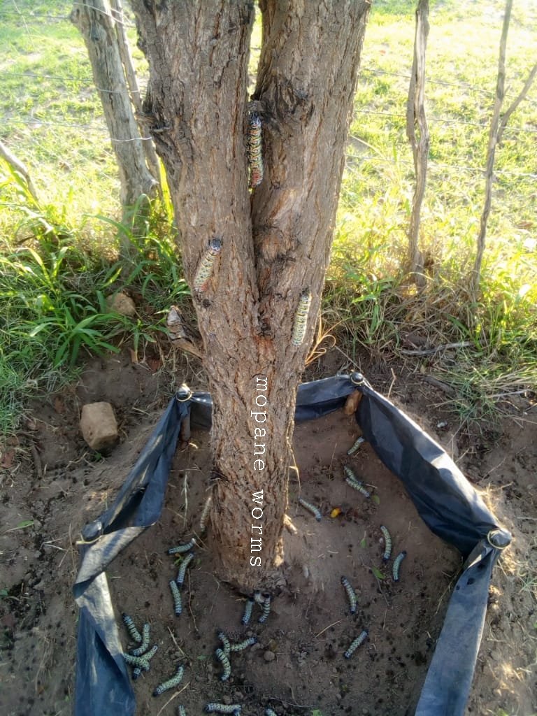 MopaneP's tweet photo. Harvesting time. We let the mopane worm caterpillar reach maturity. They will come down from the tree on their own, no need to cut the tree down. The plastic enclosure prevent them from going away and we just come and pick. 30 days from hatching to full maturity. https://t.co/BeAKOzqMVg