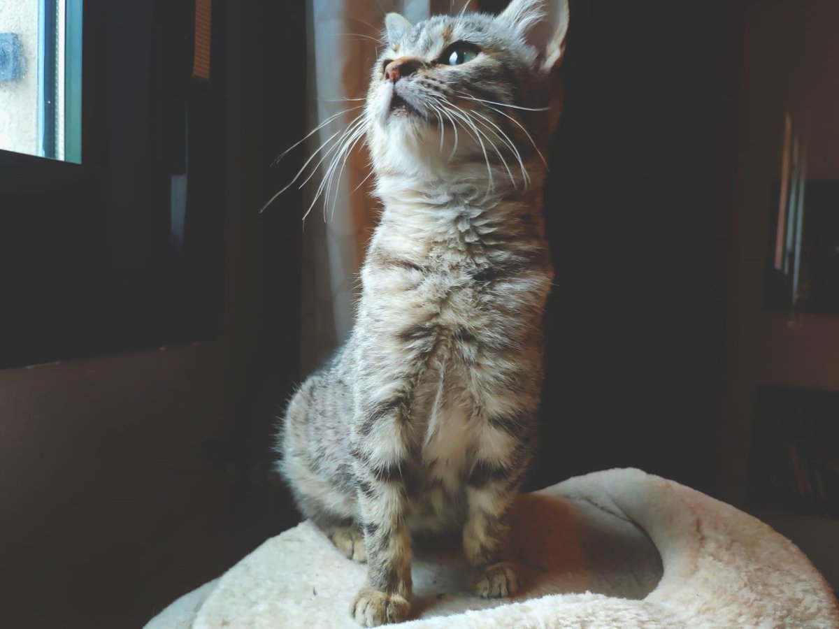 Bigotes_fund's tweet photo. Nombre: Pista Edad: 2,5 meses #enadopcion #adopta #gato #coslada #apame #AdoptaNoCompres #AdoptDontShop https://t.co/DYq647LOAg