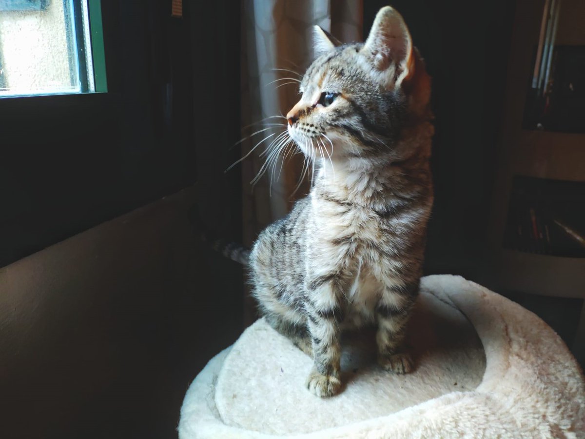 Bigotes_fund's tweet photo. Nombre: Pista Edad: 2,5 meses #enadopcion #adopta #gato #coslada #apame #AdoptaNoCompres #AdoptDontShop https://t.co/DYq647LOAg