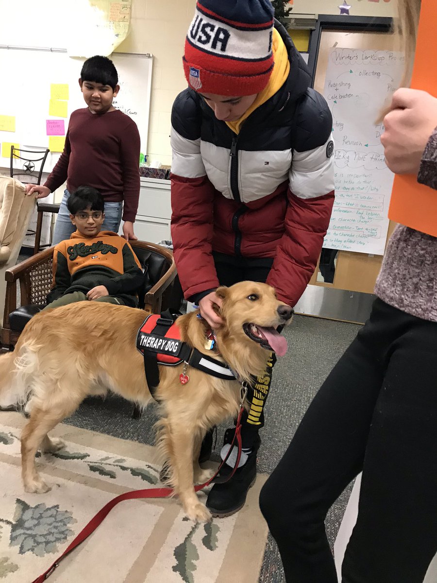 BeachReader100's tweet photo. Prince, the Therapy Dog, makes a visit to Room 100. #TheGoldenPrince https://t.co/Iq87tY0MxY