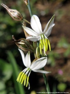 Enjoy our latest edition of IndigeNews - Witkoppen Wildflower Nursery's Newsletter - mailchi.mp/webmail/indige…