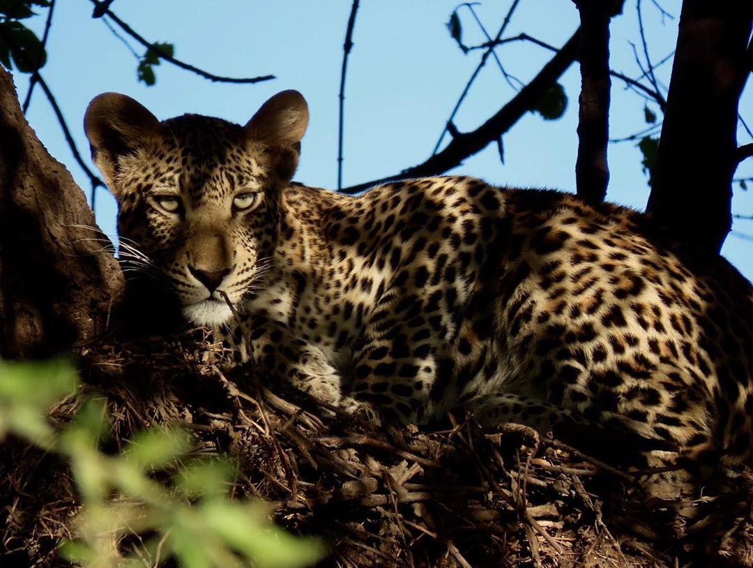 Who's watching who? The most incredible view of the elusive leopard in Chobe National Park! 
 
Photo by IG/captjoyner