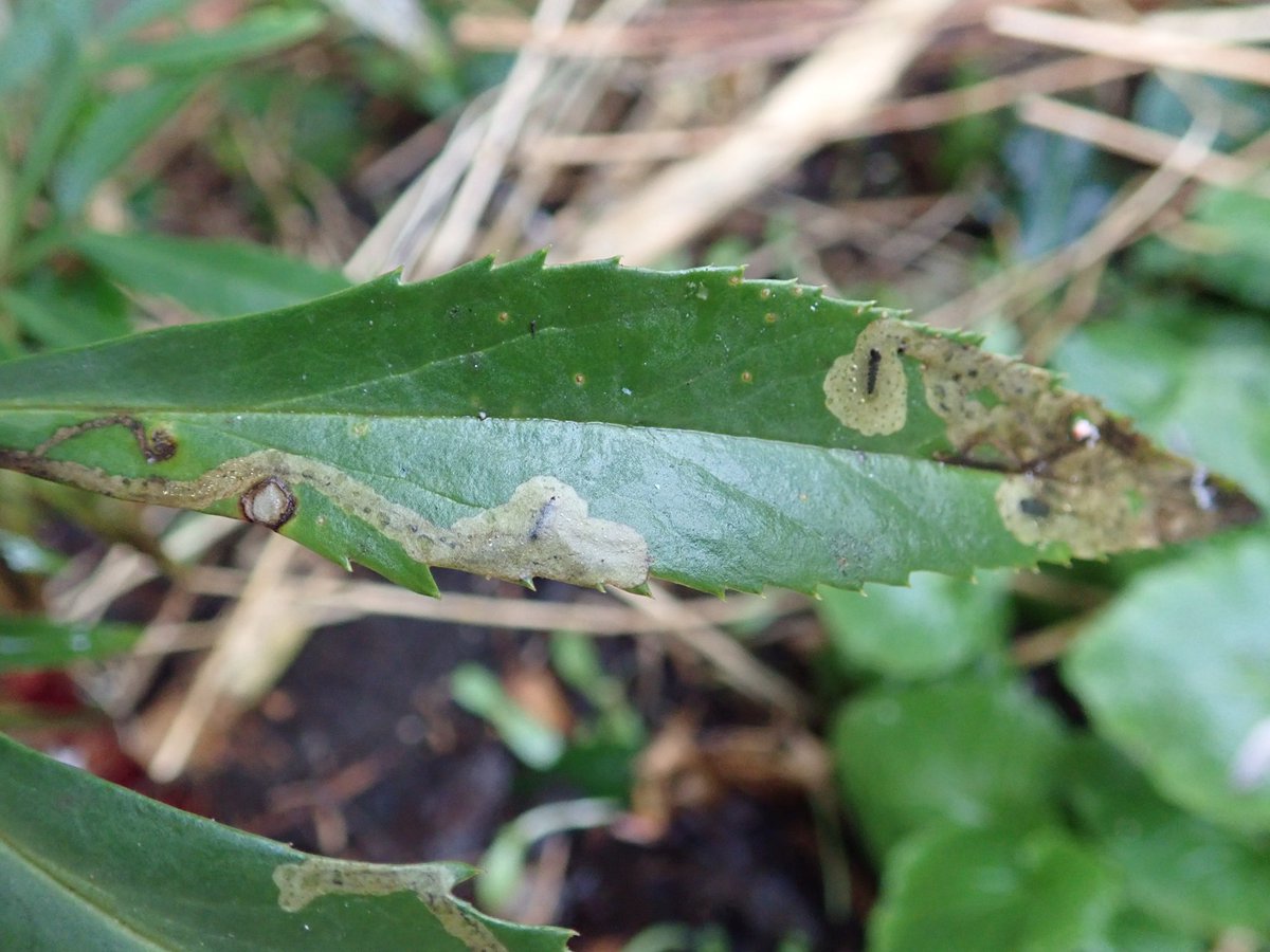 dolly_and_dj's tweet photo. Leaf mine on Hellebore - virtually all the leaves on this plant had mines. Is this Phytomyza hellebori? @AgromyzidaeRS #leafmine #wildwebswednesday https://t.co/3ywPrq7UiD