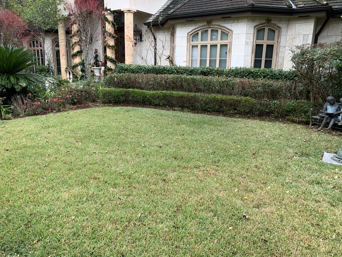 wm_spray's tweet photo. St Augustine lawn doing great in December!  #louisianaturf #turf https://t.co/sDcztHFUu1