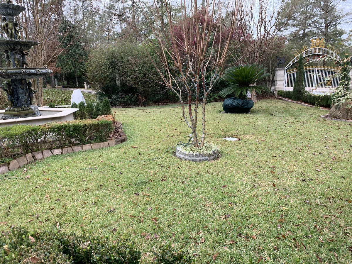 wm_spray's tweet photo. St Augustine lawn doing great in December!  #louisianaturf #turf https://t.co/sDcztHFUu1
