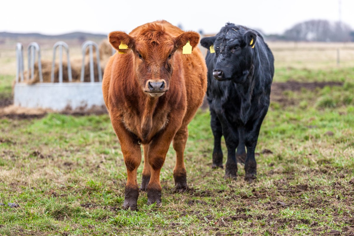 GaFarmBureau's tweet photo. Cattle and calves, corn, and soybeans are the top 3 U.S. farm products. #AgFacts #GAFarmLife https://t.co/BinPyFaDoH
