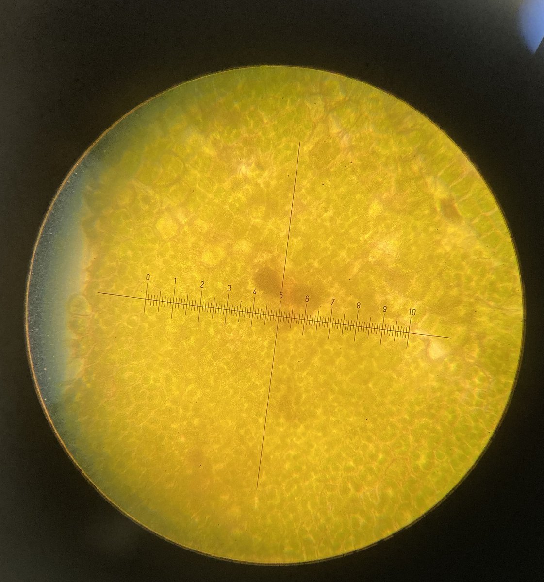 BiologyGcs's tweet photo. Year 11 Taster Day! Here is a great microsocope image of chloroplast packed cells in a moss leaflet. Well done to all the students who took part! 😀 @GCSMSSS @GowerCollegeSwa https://t.co/1oHTseOud5
