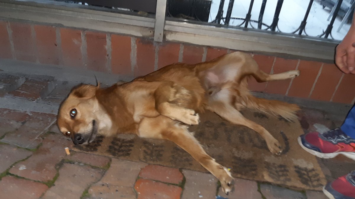 TEPANIMAL's tweet photo. #perroperdido, deambula desde ayer sector rotonda calle 80 - Davivienda Ciudadela Colsubsidio. Se encuentra castrado, por favor difundir, entre más personas lo hagan más posibilidades tendrá de regresar a su 🏡 anoche durmió en el salón de belleza @losbuscamos_col @GhulehQueen https://t.co/y9DInzXwpQ