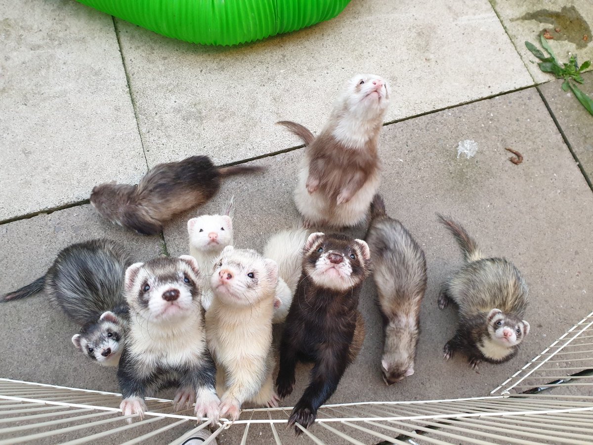 ChildrenFerret's tweet photo. a few months back i lived the dream and got to pet sit 20 ferrets ! all owned by fuzzyfrenzyfamily https://t.co/i7BWFXjVNe
