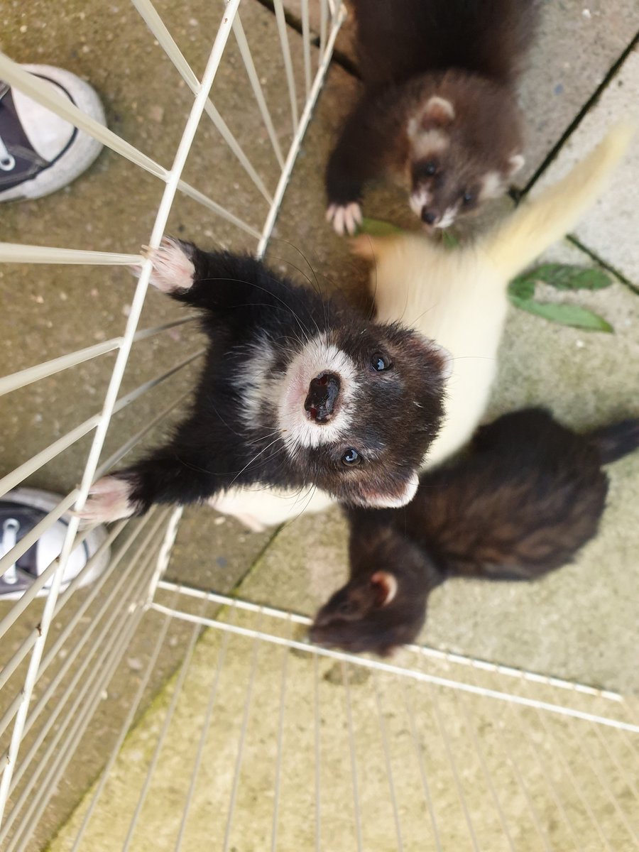 ChildrenFerret's tweet photo. a few months back i lived the dream and got to pet sit 20 ferrets ! all owned by fuzzyfrenzyfamily https://t.co/i7BWFXjVNe