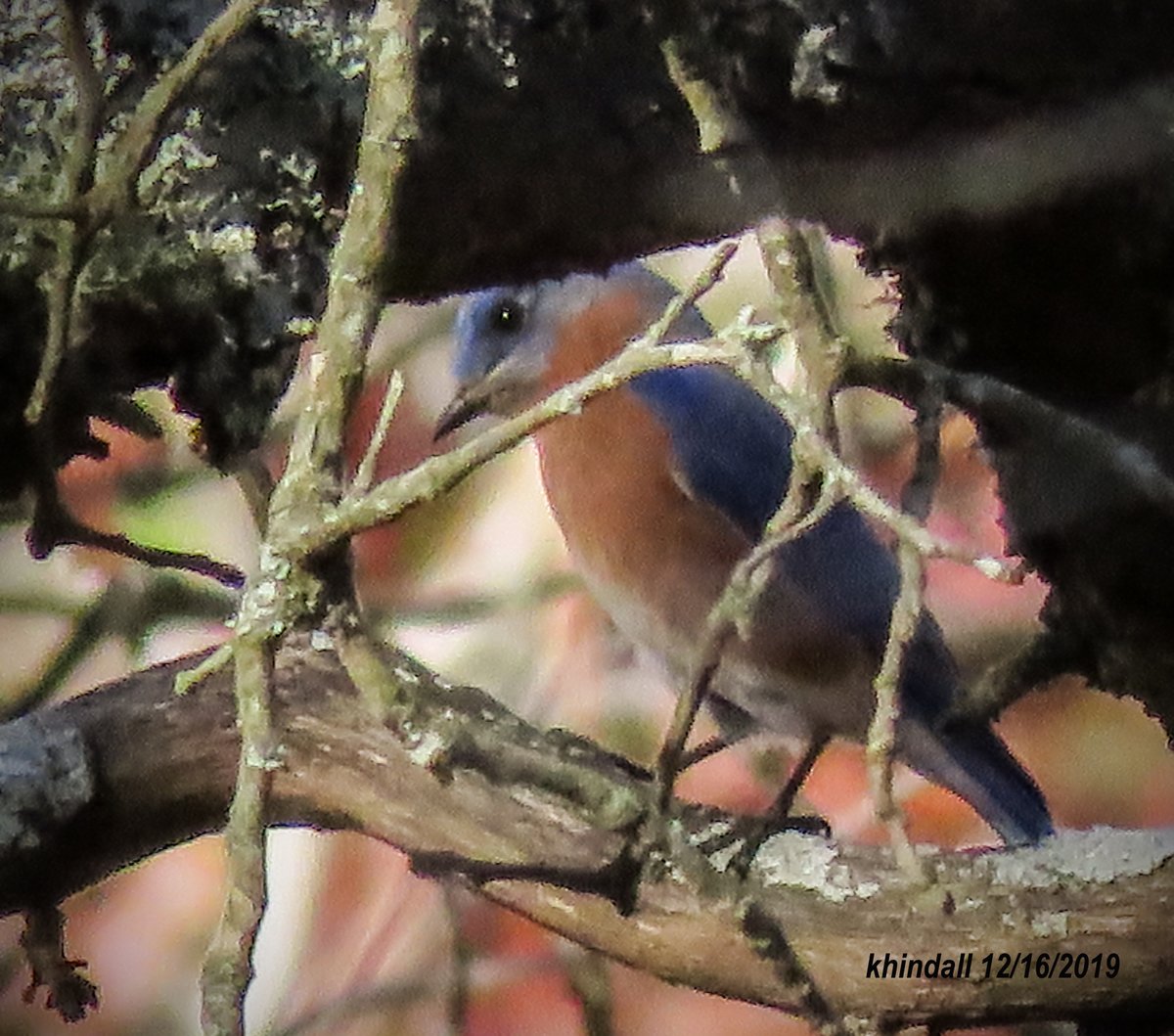 HindallK's tweet photo. A long distance--through the trees shot--A male #Bluebird found a naturally framed spot that was illuminated by sunlight resulting in a beautiful visual #wildlifephoto 
SEE MORE AT: https://t.co/2LOIYkp1ne https://t.co/WwiqKQhmMC