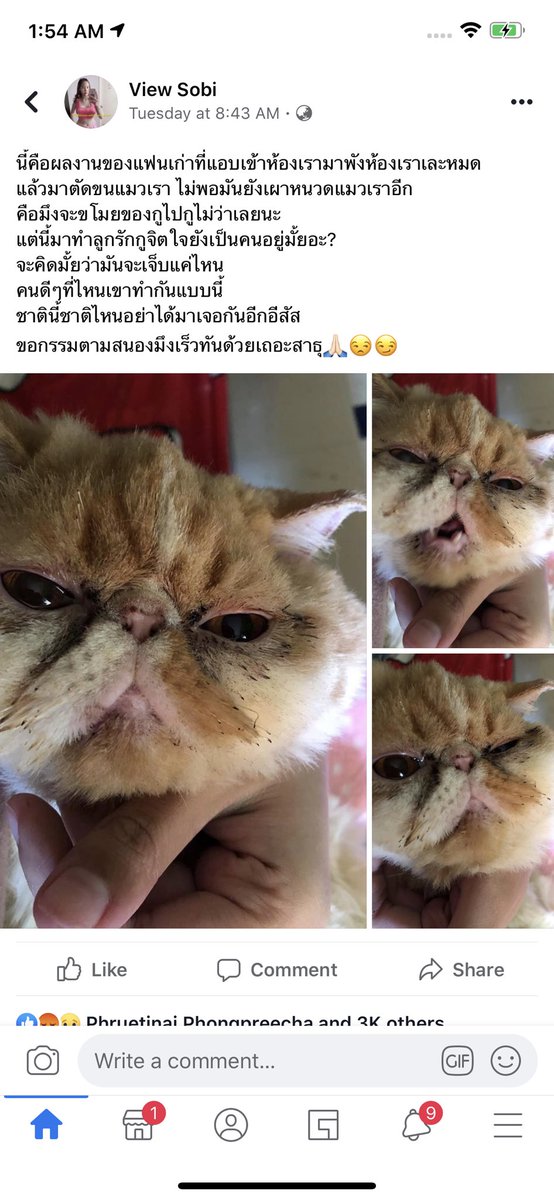 เหี้ยมากอันนี้คือโกรธแล้วแมวเกี่ยวอะไรหูแมวไหม้เลย มึงต้องโดนจุดไฟเผาบนหัวมึงบ้างดีไหม สัดนรก