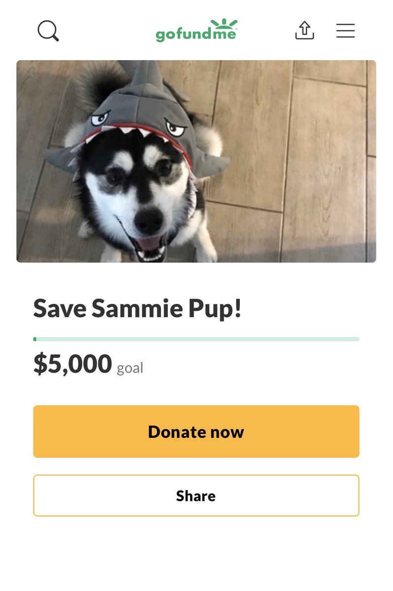 Athenaprevails's tweet photo. Hi Everyone! I’m trying to raise money to cover the cost of my puppy’s surgery. Please share !! https://t.co/nXnsJa5k1p https://t.co/83qvnsCfoR
