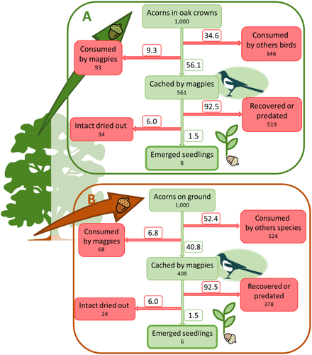 Ecosphere (@esaecosphere) on Twitter photo Eurasian magpies are an effective and overlooked dispersal agent for acorns in regenerating #oak agroforestry mosaic habitats. #agroforestry #openaccess <a href="/josemreybenayas/">José Mª Rey Benayas</a> <a href="/ForEco_Lab/">ForEco lab</a>
esajournals.onlinelibrary.wiley.com/doi/full/10.10… Eurasian magpies are an effective and overlooked dispersal agent for acorns in regenerating #oak agroforestry mosaic habitats. #agroforestry #openaccess <a href="/josemreybenayas/">José Mª Rey Benayas</a> <a href="/ForEco_Lab/">ForEco lab</a>
esajournals.onlinelibrary.wiley.com/doi/full/10.10…