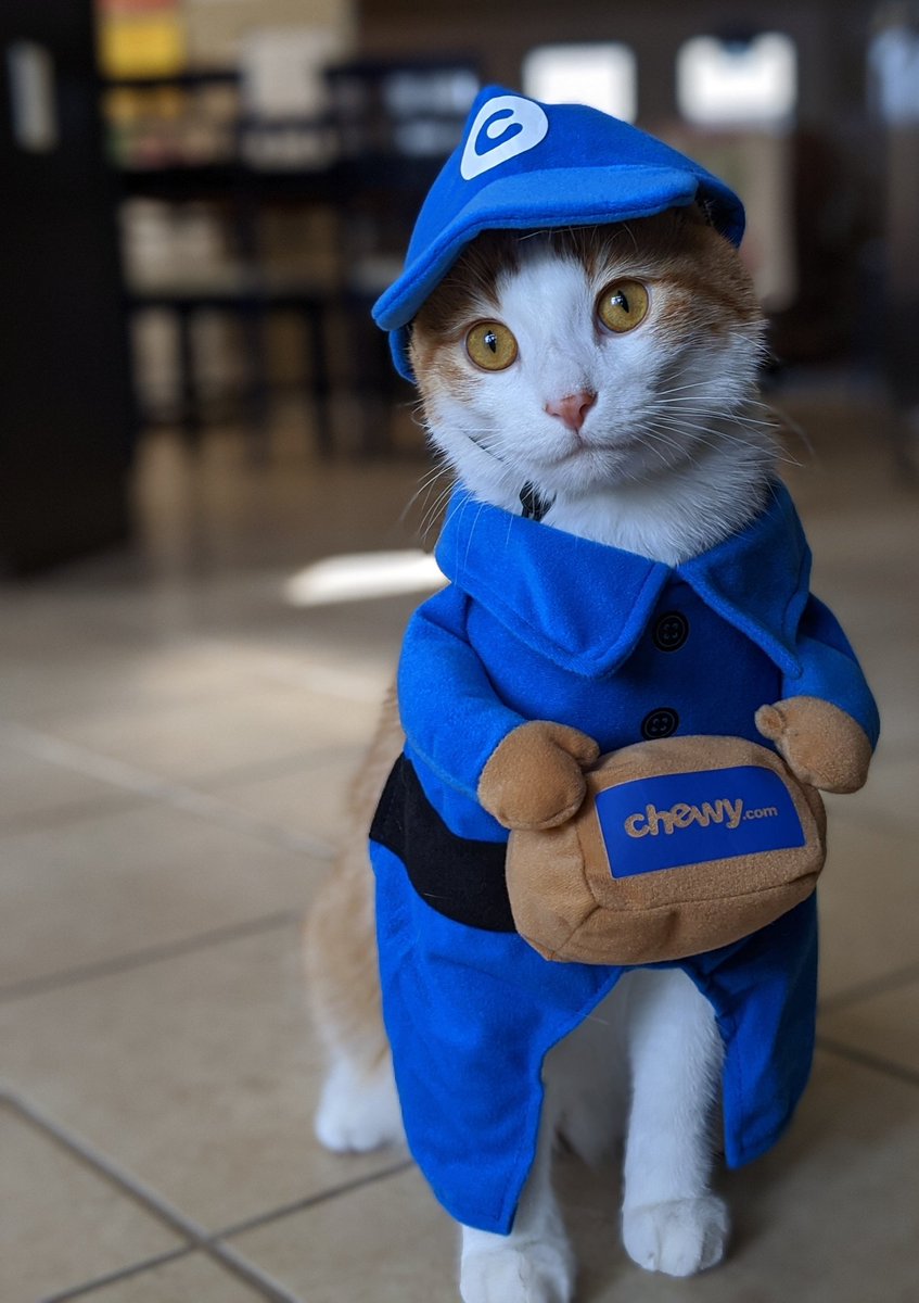DaxtersMom's tweet photo. I will order from @Chewy everyday if this is the delivery boy! 😹

But seriously. Stan (pictured) and I can't believe how fast shipping is from https://t.co/LQE3cMnFO9 We ordered yesterday and out items were delivered within 24 hours! 

#Chewy #Stan #DeliveryBoy #DeliveryCat https://t.co/e2G7DMBZY6