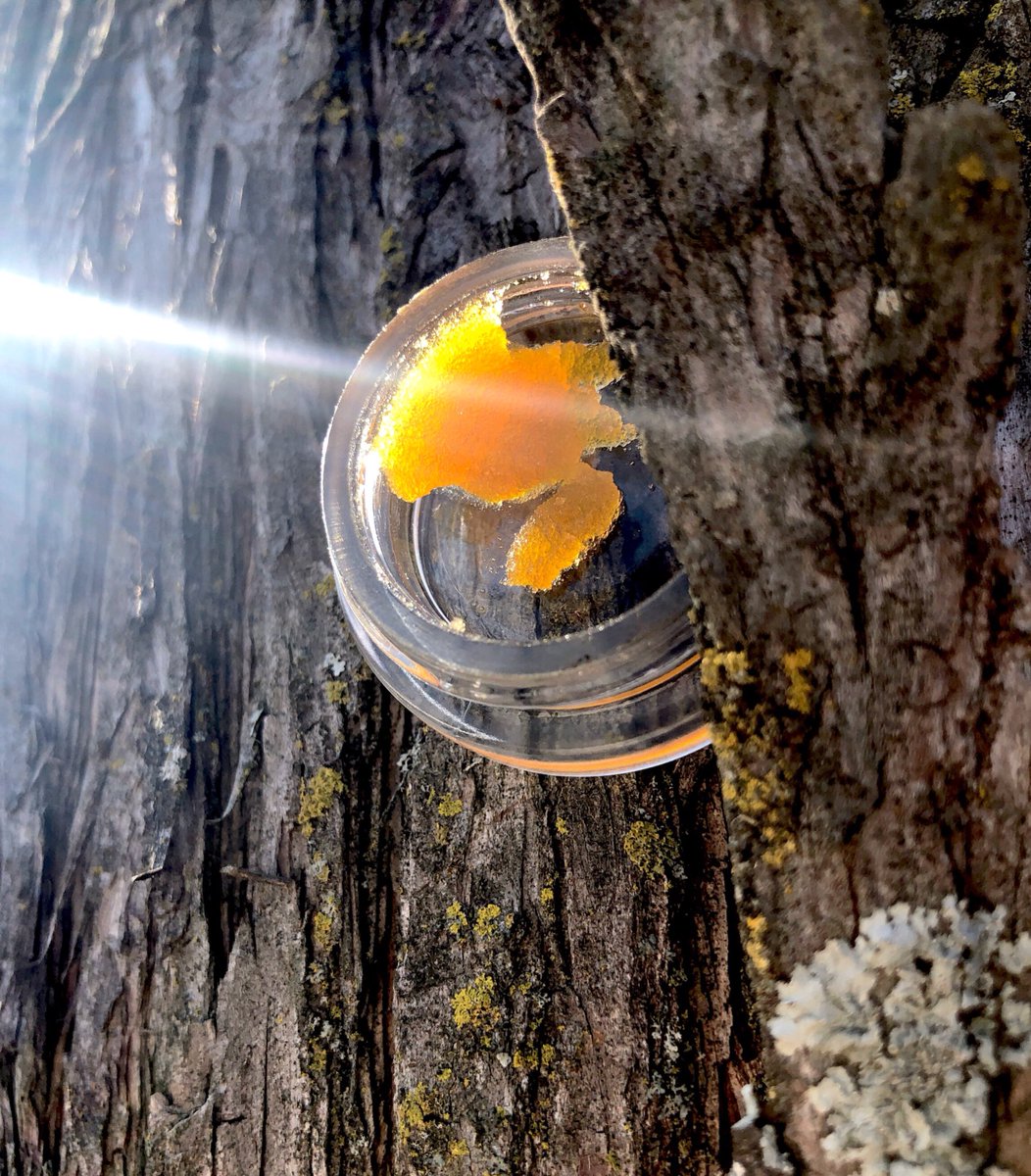 terpenetics's tweet photo. Just a spoonful of sugar... 🥄⛽️
.
.
#terpenetics #soonerpure #cannabiscommunity #cannabis #cleancannabis #greencrack #oklahomamedicalmarijuana #okmmj #oklahomamedicine #oklahomacannabis  #plantsoverpills🌱 #findyourdose #okcannabiscommunity 
#okcannabis #dabs https://t.co/CcV5mtlXgU