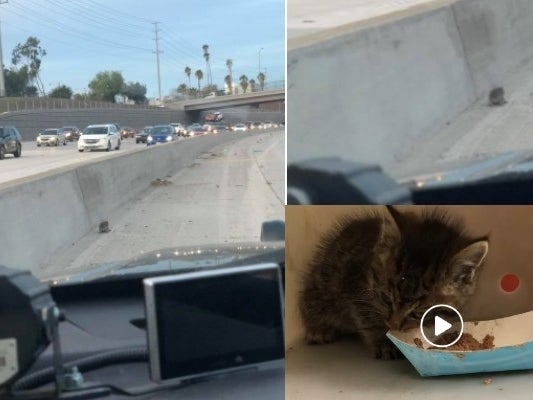 MurrietaPatch's tweet image. 'Freeway Kitty' Rescued By CHP In Riverside County dlvr.it/RLX5Y1