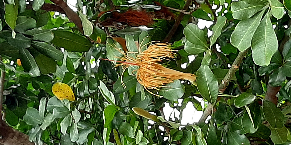 TropicalTrees's tweet photo. Pachira aquatica is a tropical tree that produces an edible fruit. It has an impressive flower. It appears to be a good option for analog forestry projects and for living fences. @TropicalTrees https://t.co/OV26XG6GDC