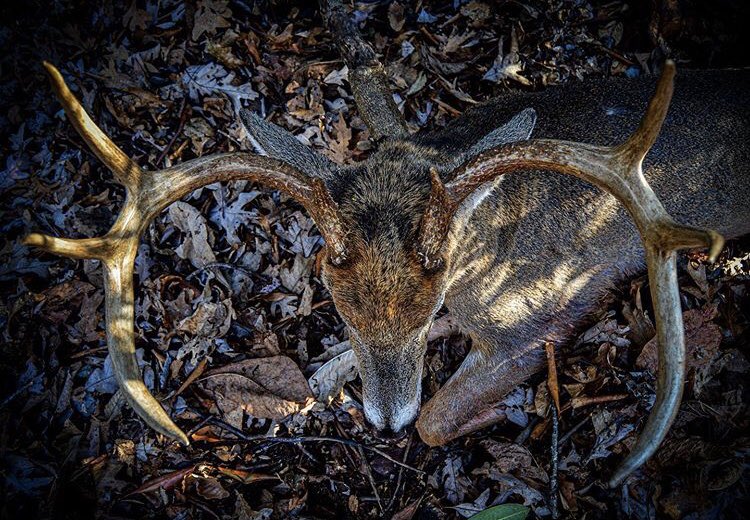 Crown of a King 🦌 Prostaffer Cody Leonard looking down on a successful hunt ⛰🤘🏼