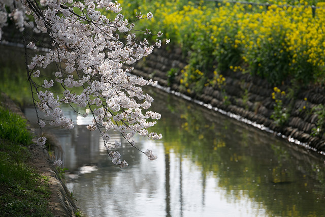 【過去の旅行記】 どこまでも桜、桜、桜…見沼代用水の桜はどこまでも #saitama #sakuratour  bit.ly/2Ow2cRW
 #旅ブログ #エアロプレイン