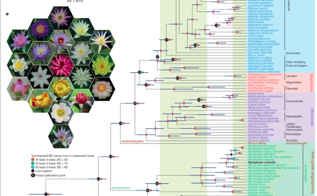 NatureGenet's tweet photo. Online @nature The water lily genome and the early evolution of flowering plants https://t.co/9LLzVe42Bz https://t.co/FzOs9sY4in