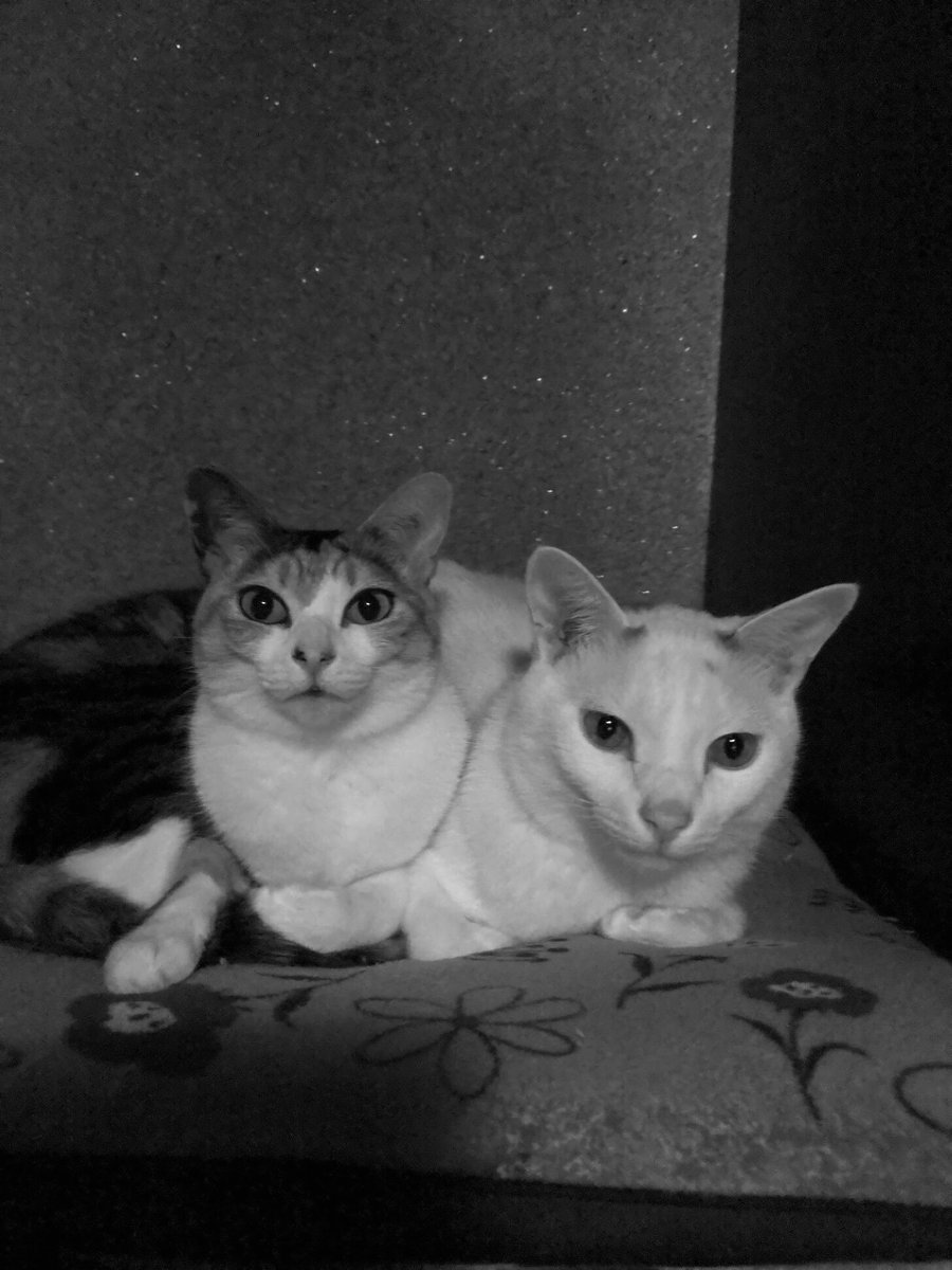 冬の歌
美しい言葉で
美しい謙虚さで
あなたのように
私たちを待って
私たちを聞いて
真っ白く
私を聞いて
冬の心