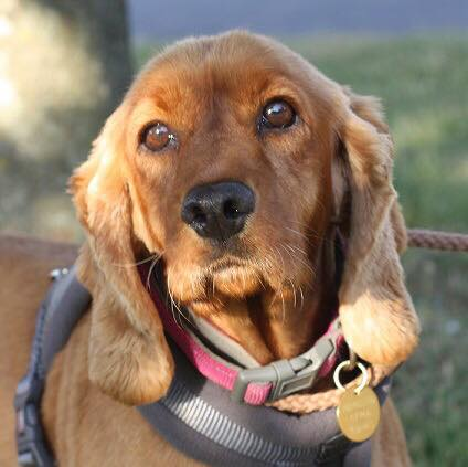 bs2510's tweet photo. CHLOE #Spanielhour
PLEASE HELP TO GET CHLOE BACK TO HER OWNERS
Very nervous ex breeding dog not aggressive but fearful
Female Adult Red #Cocker #Spaniel (Spayed)
Microchipped Tattooed
#Missing 17 Sep 2019 #TILLGATE Park RH10 5PQ
https://t.co/6VCnqjTQvl
https://t.co/L53A3vG57j https://t.co/nlufGzMQaF