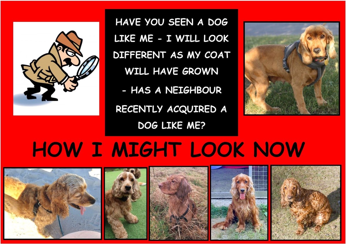 bs2510's tweet photo. CHLOE #Spanielhour
PLEASE HELP TO GET CHLOE BACK TO HER OWNERS
Very nervous ex breeding dog not aggressive but fearful
Female Adult Red #Cocker #Spaniel (Spayed)
Microchipped Tattooed
#Missing 17 Sep 2019 #TILLGATE Park RH10 5PQ
https://t.co/6VCnqjTQvl
https://t.co/L53A3vG57j https://t.co/nlufGzMQaF