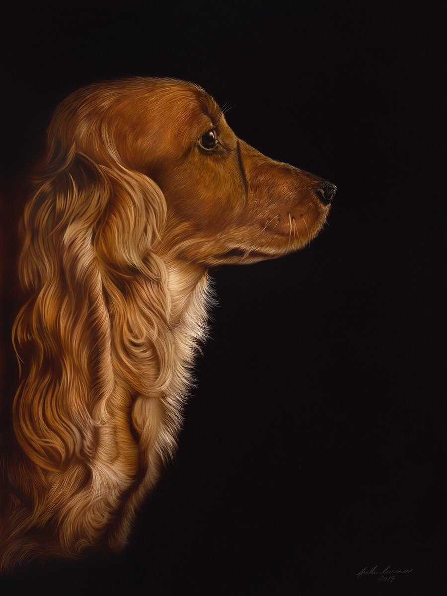 Looking for Paisley, 18x24 inches on Claybord. #pet #portrait #Spaniel #dog #dogart #Golden #Cocker #original #art