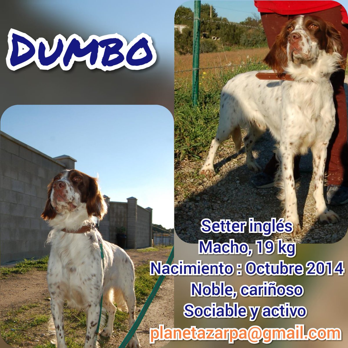 AnaValencianist's tweet photo. Sabéis q rescatamos a #Dumbo ya con leishmania hace 3 años. No tiene órganos afectados, pero ni coge peso ni negativiza y no puede seguir así. BUSCAMOS ADOPCIÓN URGENTE PARA ÉL, ES LO ÚNICO QUE LO PUEDE SALVAR. 🆘🆘🆘🆘 @perezreverte @Pablo_Iglesias_ @Nagore_Robles @RobertoLealG https://t.co/MRFwZvAYBF