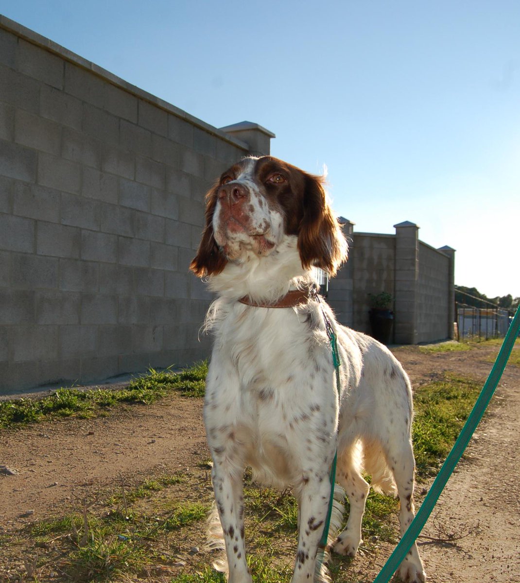 AnaValencianist's tweet photo. Sabéis q rescatamos a #Dumbo ya con leishmania hace 3 años. No tiene órganos afectados, pero ni coge peso ni negativiza y no puede seguir así. BUSCAMOS ADOPCIÓN URGENTE PARA ÉL, ES LO ÚNICO QUE LO PUEDE SALVAR. 🆘🆘🆘🆘 @perezreverte @Pablo_Iglesias_ @Nagore_Robles @RobertoLealG https://t.co/MRFwZvAYBF