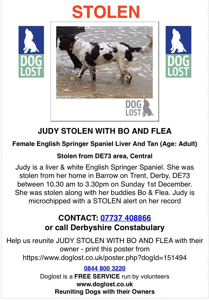 rosieDoc2's tweet photo. #STOLEN JUDY female #ESS LIVER&TAN adult MISSING WITH HER FRIENDS chipped 1/12/19 TAKEN FROM OWNERS LAND #BarrowOnTrent #Derby #DE73
#SpanielHour
https://t.co/01AIGVCEfI https://t.co/mTjam4h2Uh