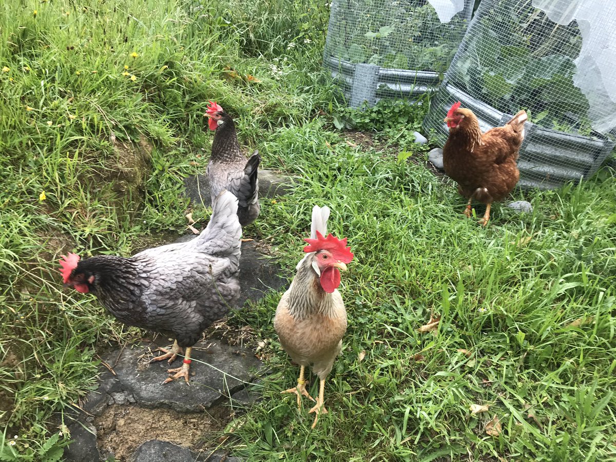 karorichook's tweet photo. Yay, the rain has stopped! We’re on a morning walk to grab all the critters off the grass. https://t.co/aLEWYIjy2M